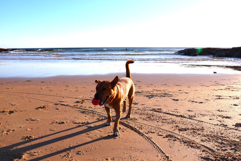Dog playing fetch holding a red ball in its mouth on Birubi Beach as the shadows lengthen in the late afternoon
