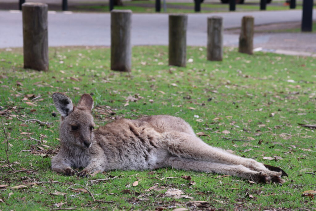 A kangaroo lounges on the grass at Diamon Head Campground thinking she owns the place.