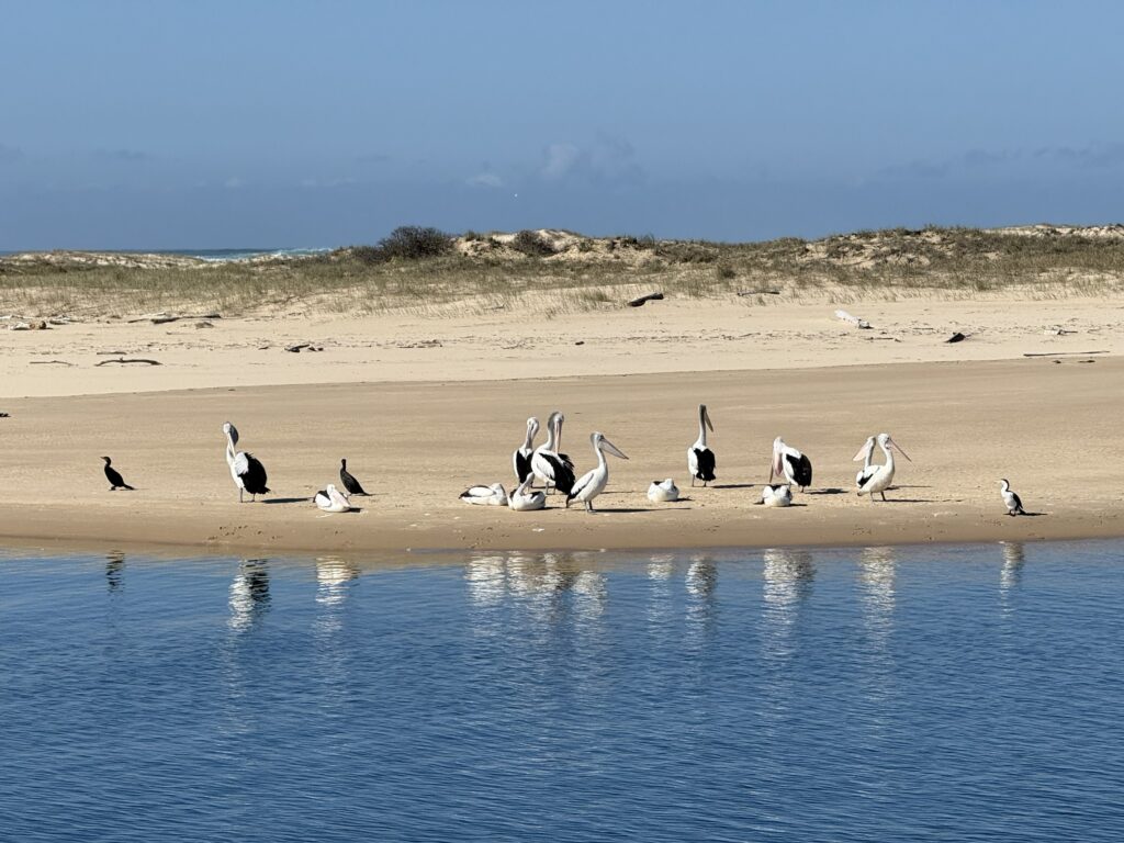 A flock of pelicans rest on the beach at Harrington with their reflections visible in the still water of the Manning River.