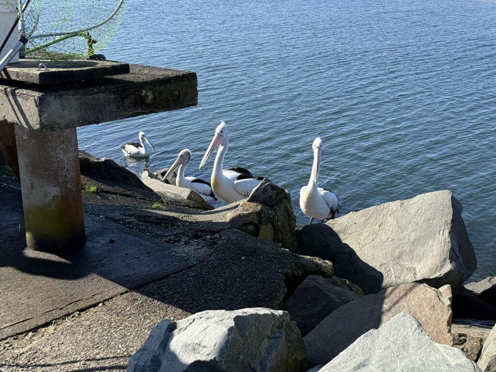 Pelicans inspect the catch of a fisherman cleaning his fish on the Harrington Breakwall.