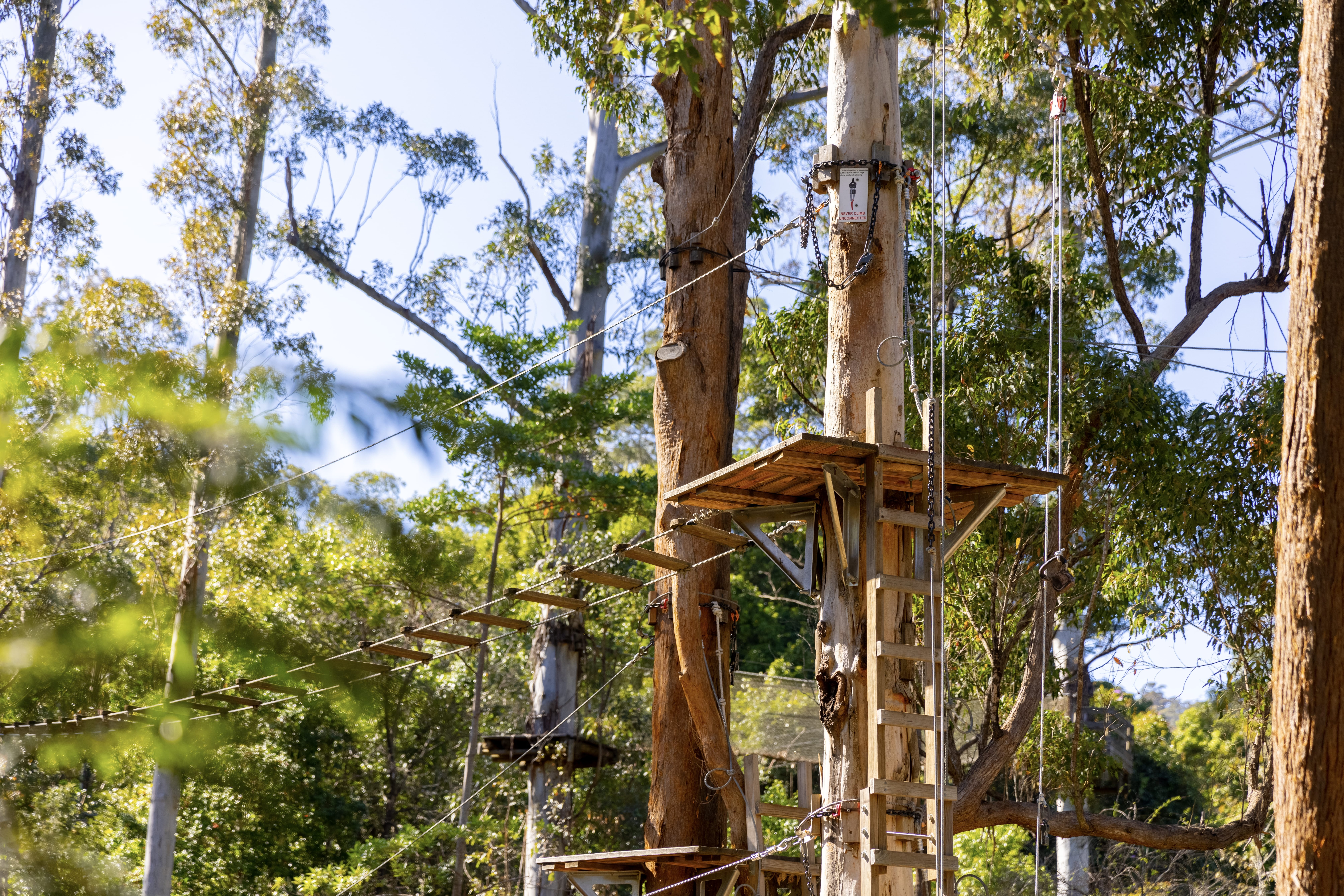 Obstacle course in the trees