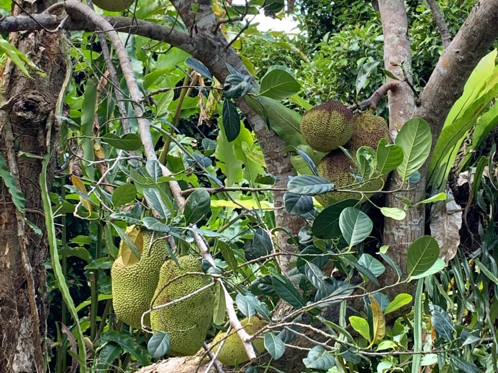 Jack fruit is one of the 60 species of tropical fruits grown at the Cape Trib Farm