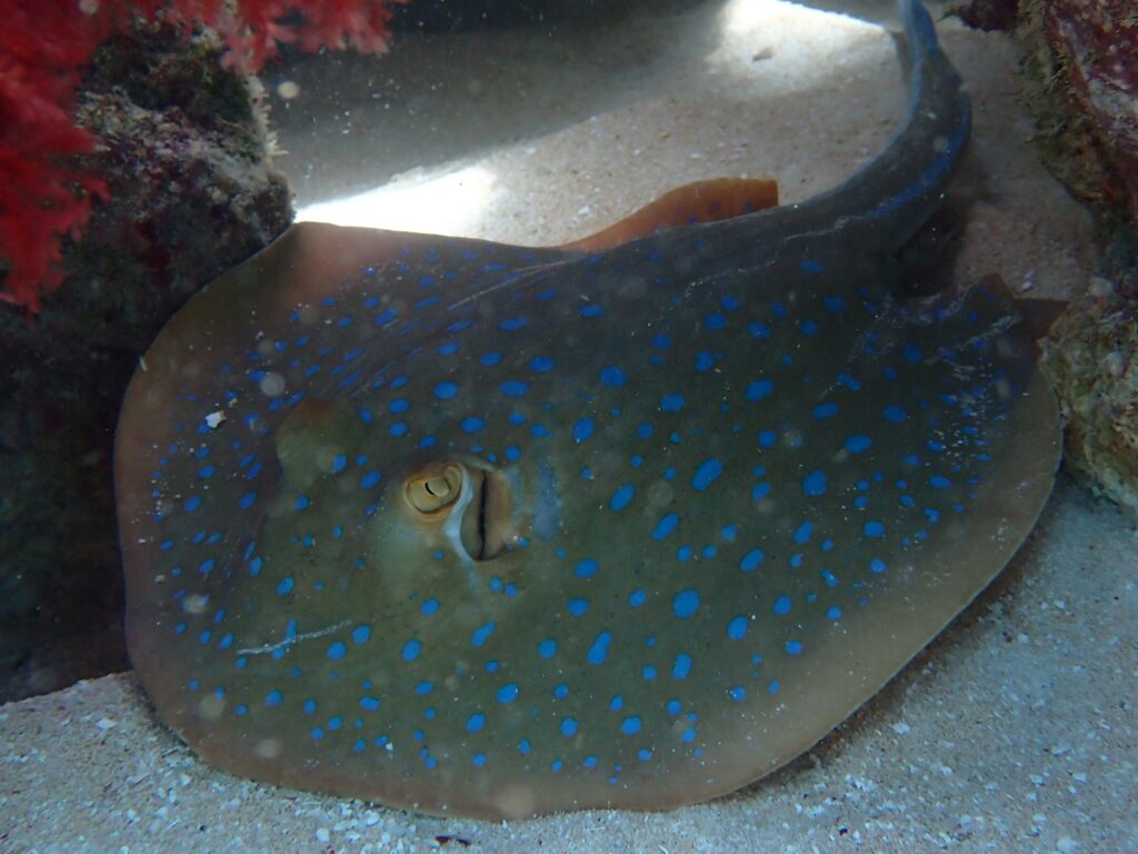 A blue spotted ribbon tail ray rests on the sandy bottom underneath the coral