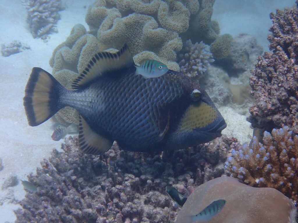 Colourful reef fish investigate the coral on the Great Barrier Reef
