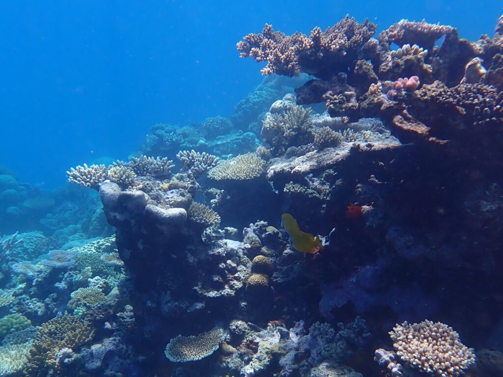 Many different coral structures make up the Great Barrier Reef