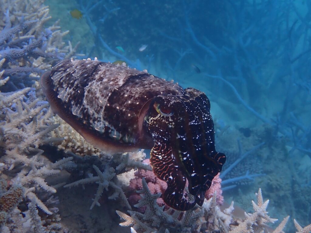 Cuttlefish are masters at blending into their surroundings on the Great Barrier Reef