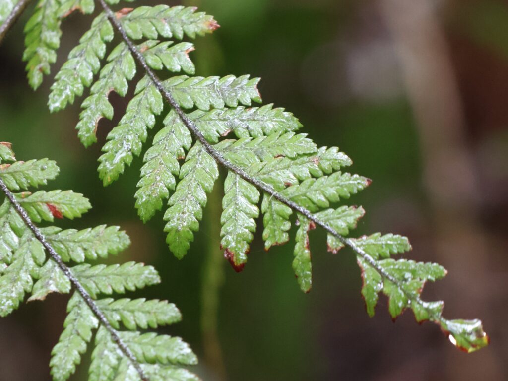 Close up of a vibrant green fern leaf covered in rainwater