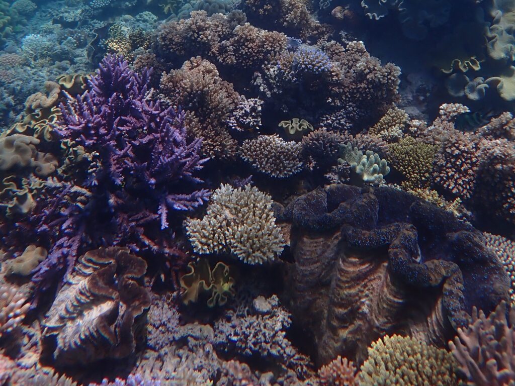 Giant clam showing its inner blue lining is nestled amongst colourful coral.