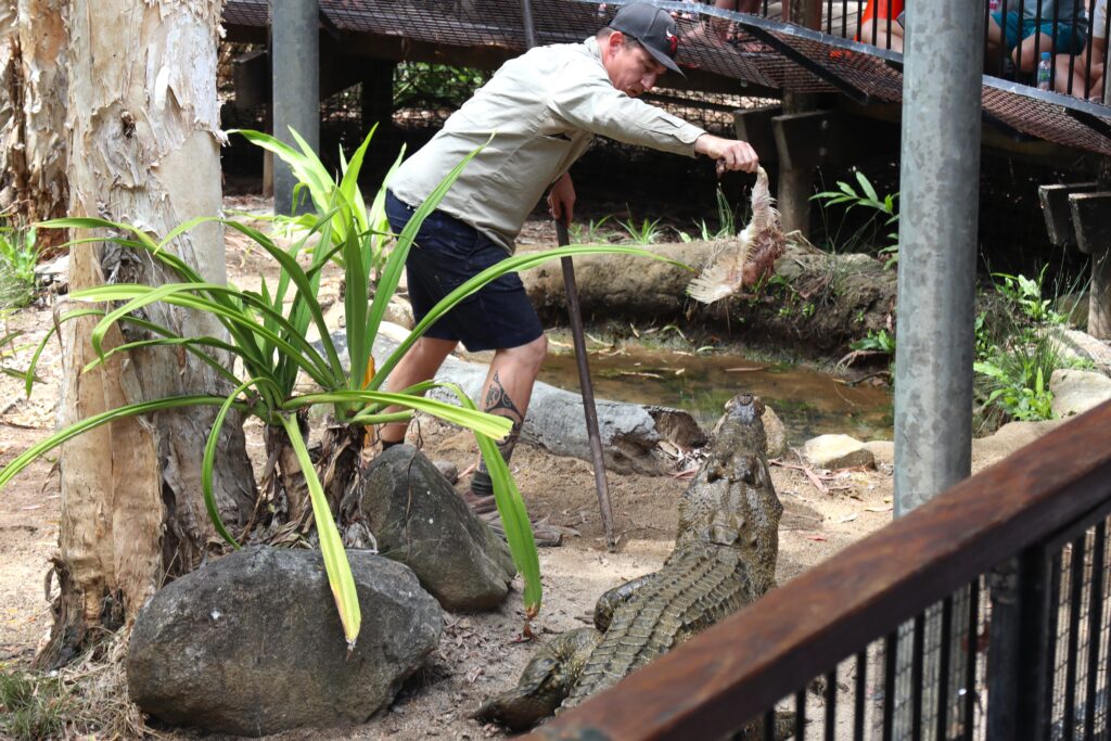 Large salt water crocodile looks up hungrily at a chicken carcass being dangled by its handler at the crocodile show at Hartley's Crocodile Adventures near Cairns