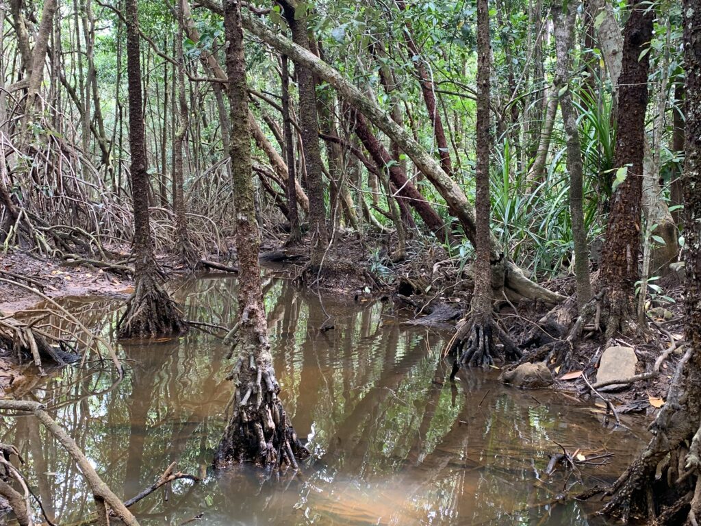 Madja Boardwalk takes you through mangroves in the rainforest.