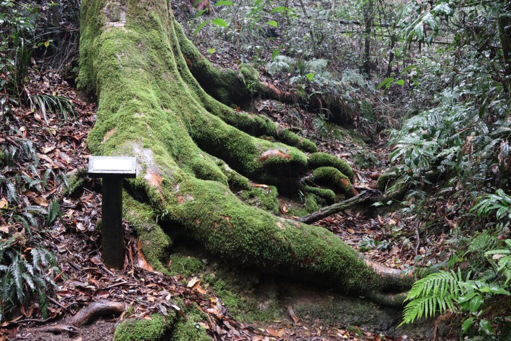 Moss covered tree along the track at Ellenborough Falls