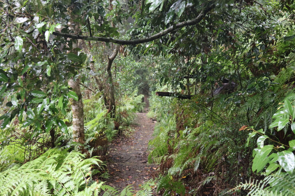 Track through lush rainforest to the Knoll Lookout at the Ellenborough Falls