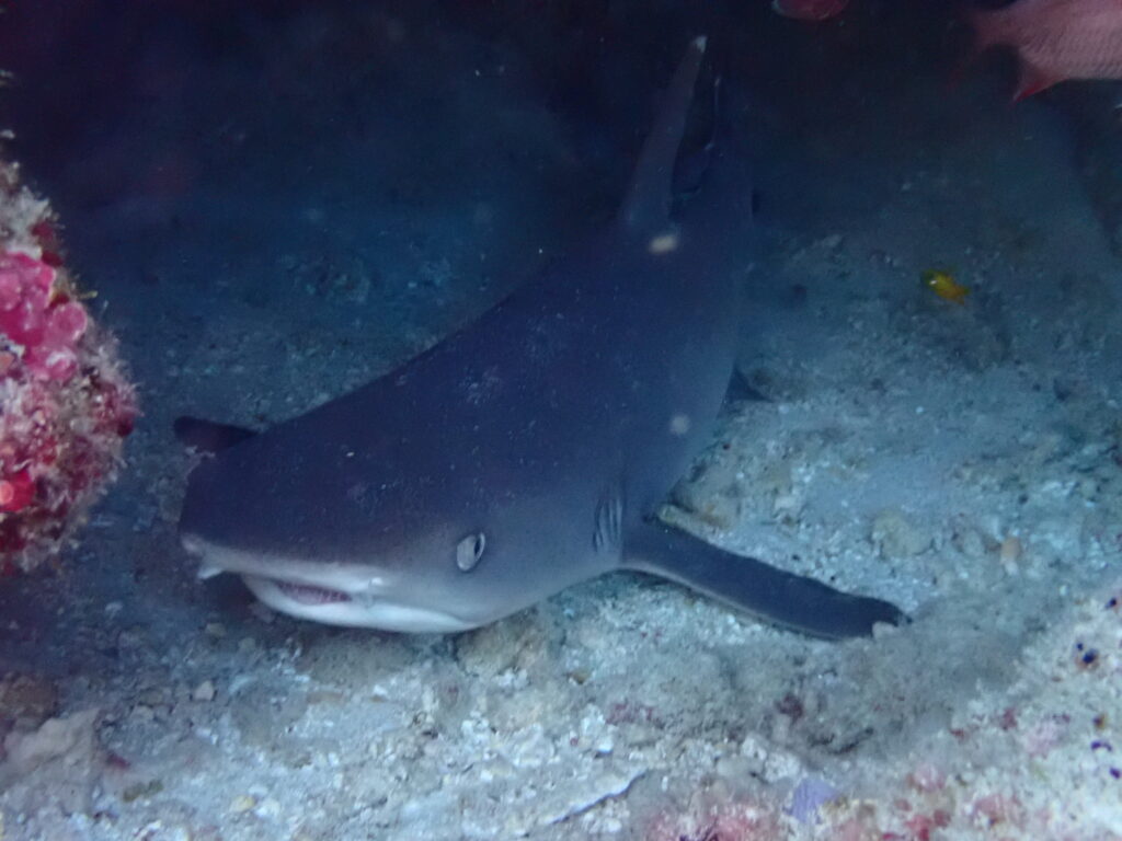 A white tipped reef shark rests on the bottom of the reef
