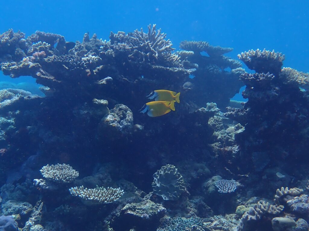A pair of yellow butterfly fish swim through the coral on the Great Barrier Reef
