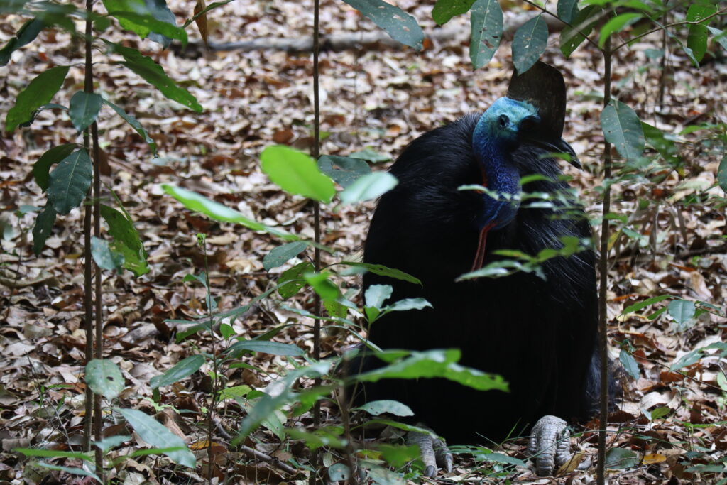 Cassowary sitting in the rainforest are very difficult to spot for such a big bird